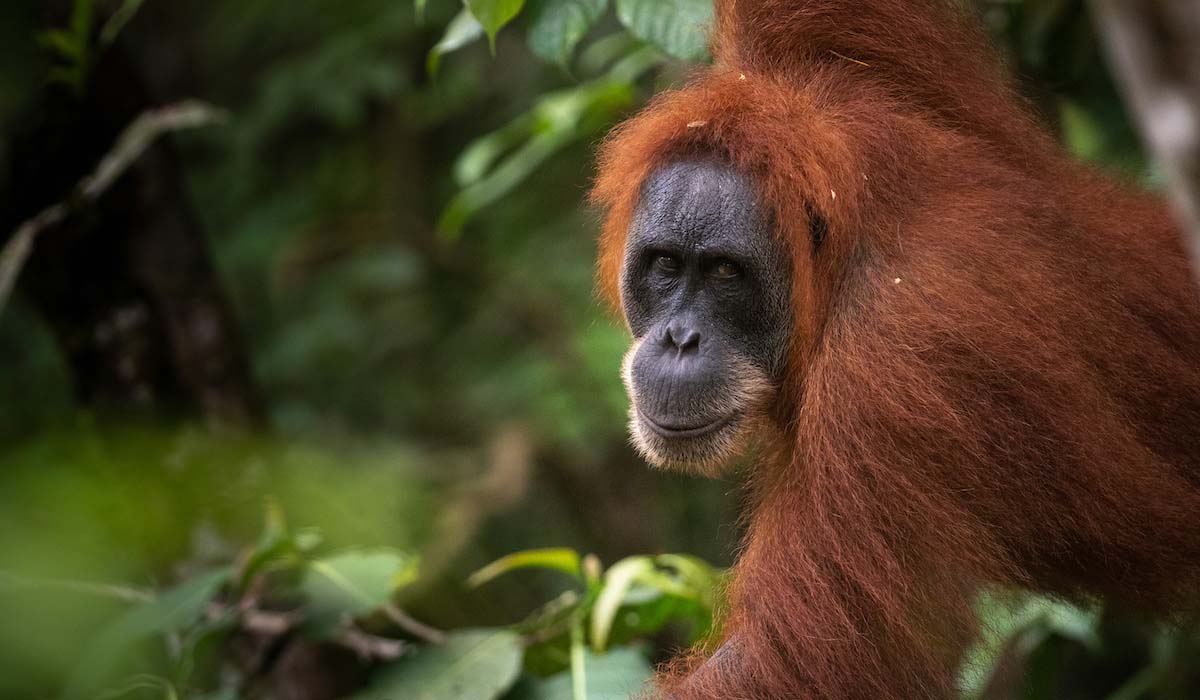 Lush se mobilise avec SOS (Sumatran Orangutan Society) pour protéger, ré-ensauvager et régénérer la forêt tropicale de Sumatra