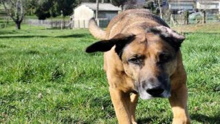 Balades canines : comment décoder et apaiser un chien phobique à l’extérieur ?