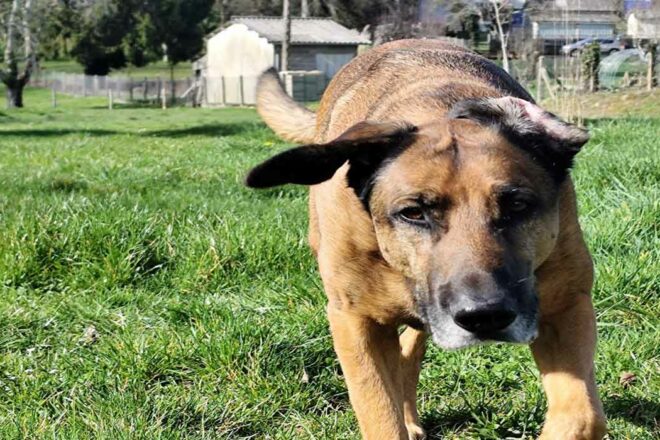 Balades canines : comment décoder et apaiser un chien phobique à l’extérieur ?