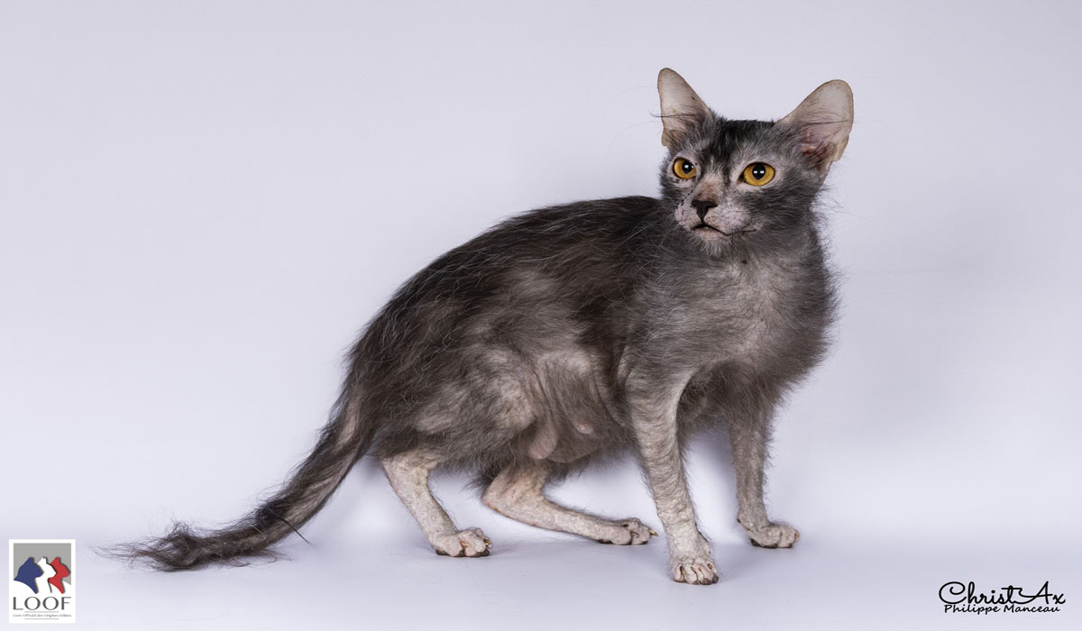 Loup-garou, lutin, extraterrestre… A Hallowen, le LOOF vous fait découvrir des chats physiques incroyables et au temperaments exceptionnels
