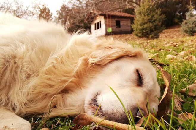 Ma petite pension, plateforme de réservation en ligne et outil de gestion