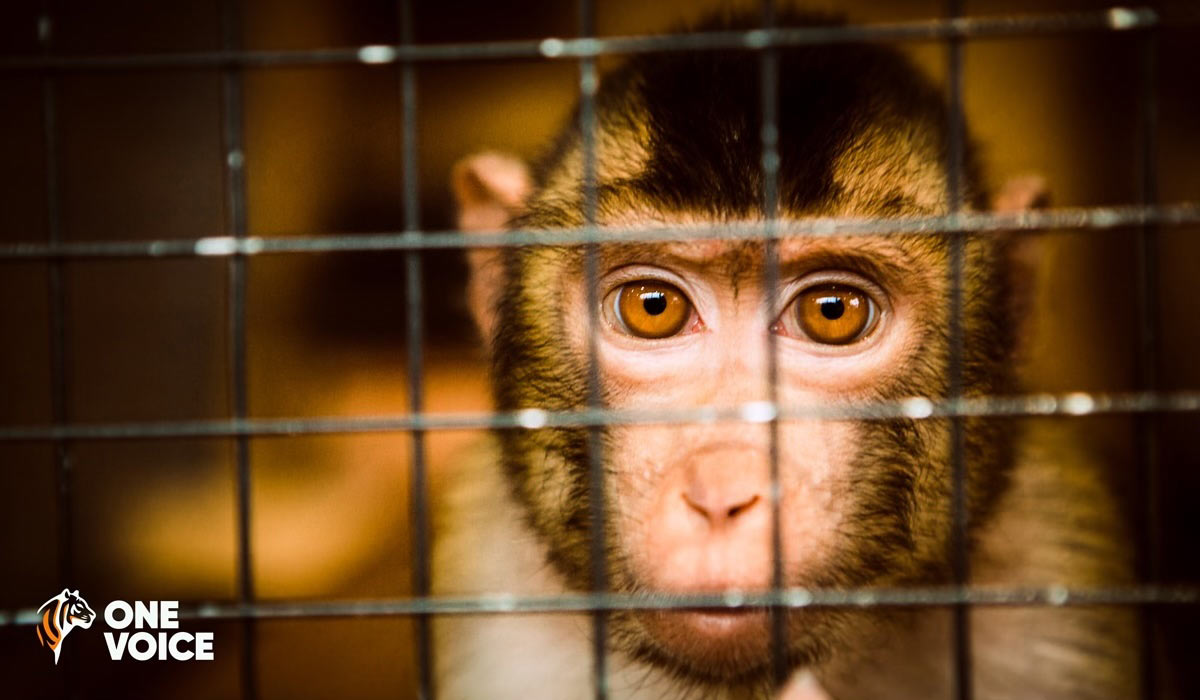 Expérimentation animale : révélations de One Voice sur le laboratoire SILABE de Strasbourg Université