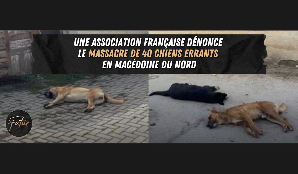 Une association française dénonce le massacre de 40 chiens errants à Kičevo en Macédoine du nord