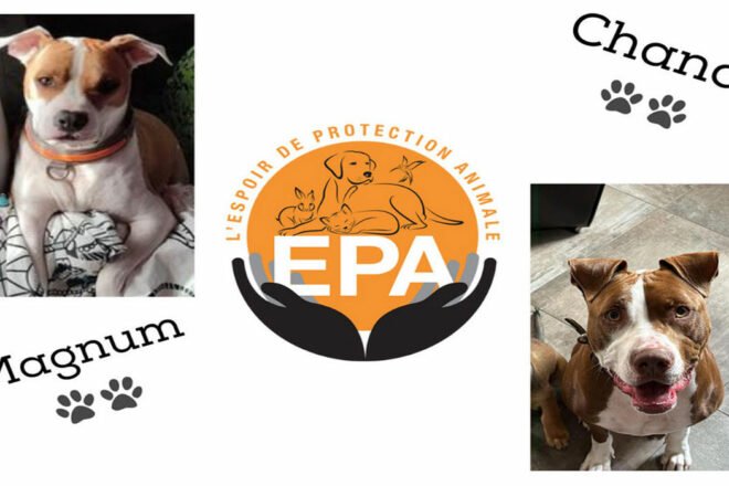 Magnum et Chance  vous présentent l’association l’Espoir de la Protection Animale