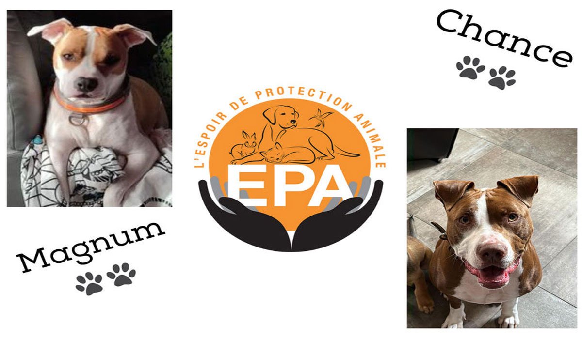 Magnum et Chance  vous présentent l’association l’Espoir de la Protection Animale