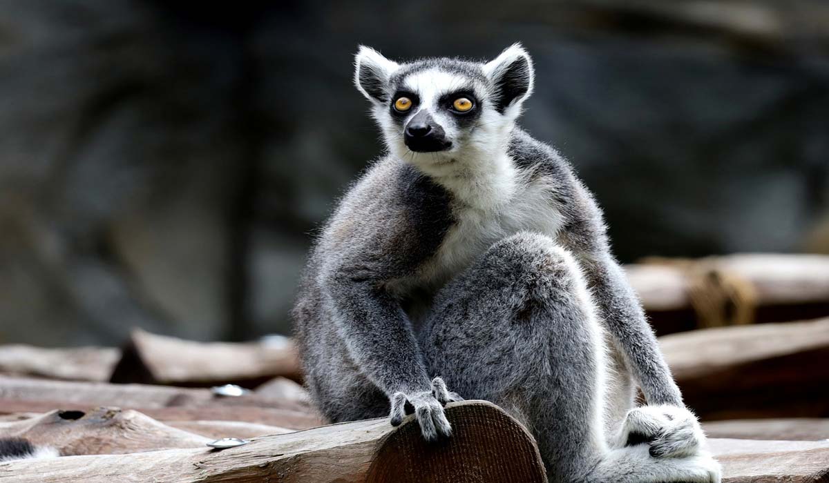 N’oublions pas les animaux victimes du cyclone Chido à Mayotte : un appel à l’action pour protéger tous les habitants de l’île