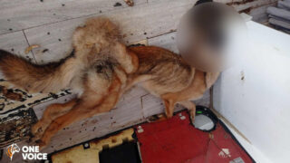 Lâchement abandonné à son sort, un malinois a été trouvé en décomposition dans un appartement