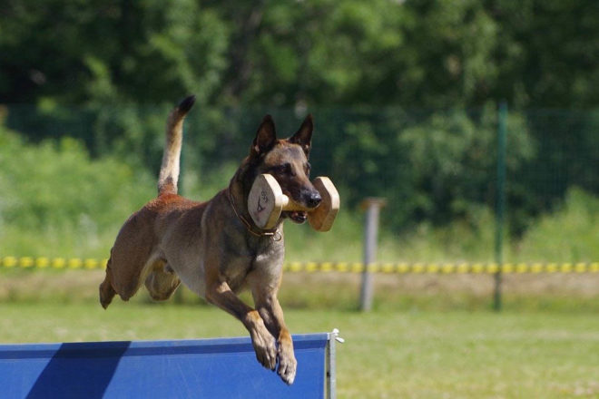 J’ai oublié comment était ma vie sans chien