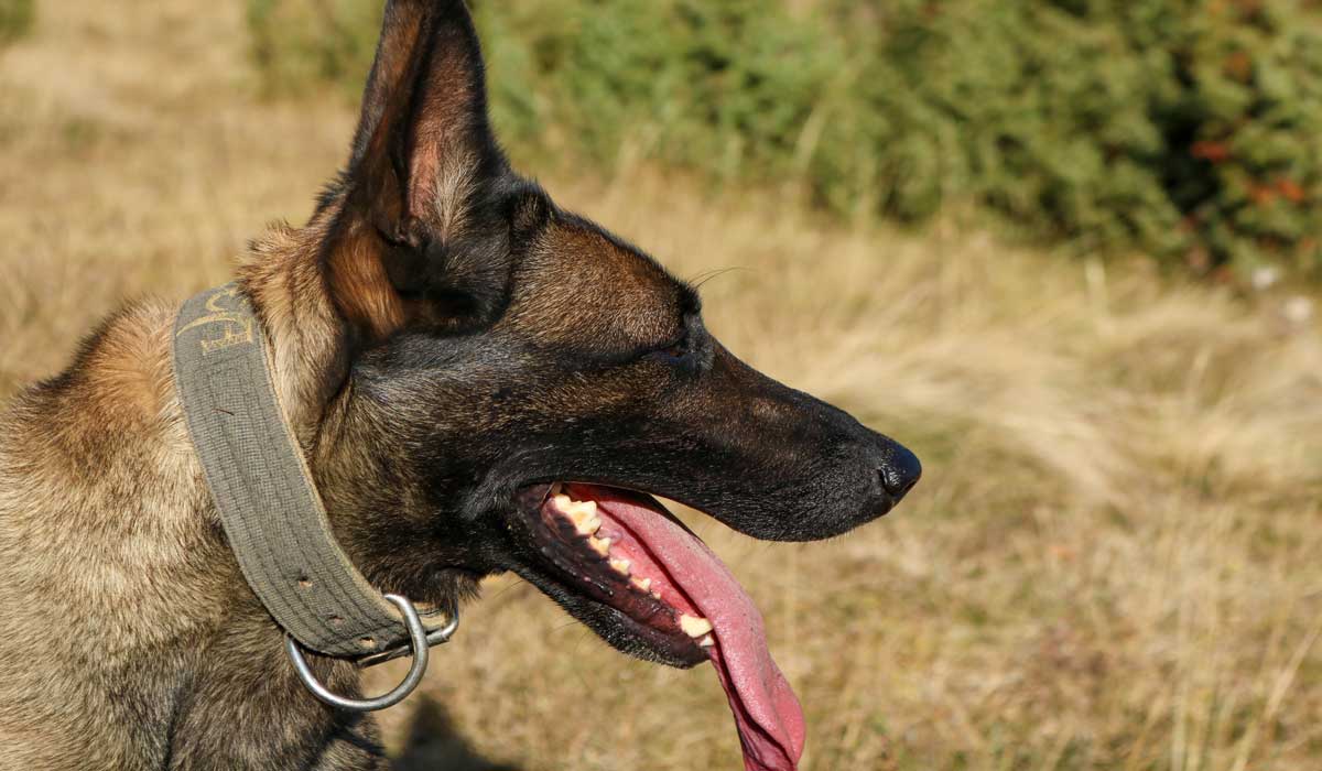 Il dit avoir « perdu ses clés » : son chien meurt de faim et de soif après trois semaines d’abandon Il dit avoir « perdu ses clés » : son chien meurt de faim et de soif après trois semaines d’abandon