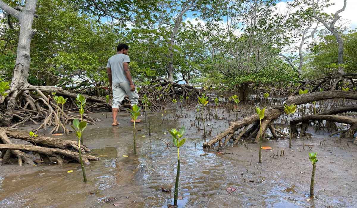 26 juillet – Journée mondiale des mangroves. Des remparts naturels en première ligne face au changement climatique 26 juillet – Journée mondiale des mangroves. Des remparts naturels en première ligne face au changement climatique