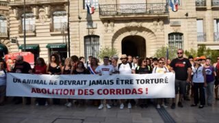 Abolition des corridas !