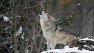 Les bénévoles de One Voice mobilisés en octobre pour la défense des loups en France et en Europe
