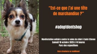 Manifestation unitaire contre le salon du chiot à Saint-Etienne – Samedi 18 octobre  2025 à 14 heures – Parc des Expositions, boulevard Jules Janin à Saint-Étienne