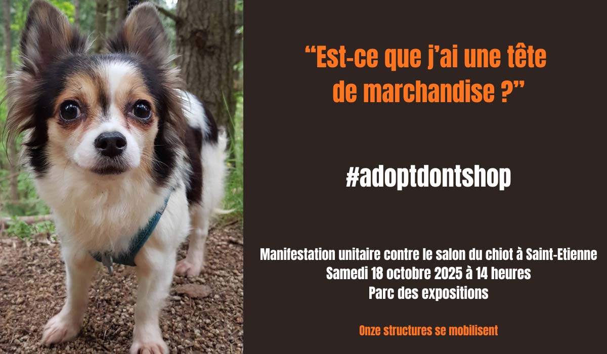 Manifestation unitaire contre le salon du chiot à Saint-Etienne – Samedi 18 novembre 2025 à 14 heures – Parc des Expositions, boulevard Jules Janin à Saint-Étienne