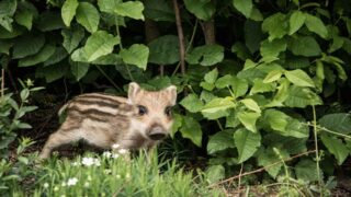 Incendies et chasse – 15 août journée funeste