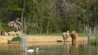L’animal, du handicap à la résilience