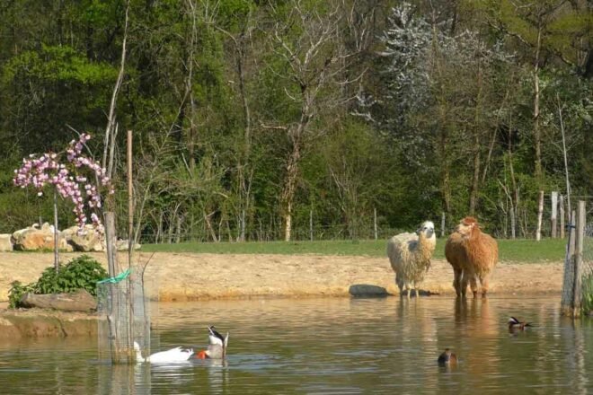 L’animal, du handicap à la résilience