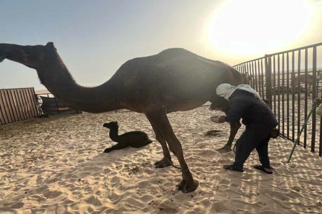 The arab camel world – undercover