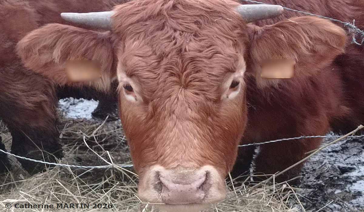 Etienne est sauvé, sauvons Marguerite ! Etienne est sauvé, sauvons Marguerite !