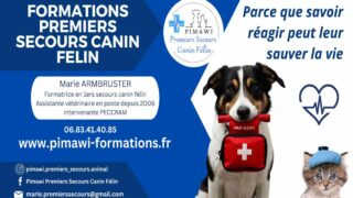 Former pour mieux protéger : les premiers secours canins et félins au cœur de mon engagement