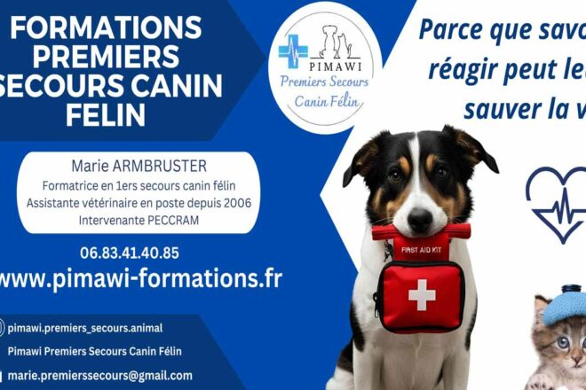 Former pour mieux protéger : les premiers secours canins et félins au cœur de mon engagement