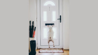 Intervenir à domicile face à un animal : une compétence devenue essentielle