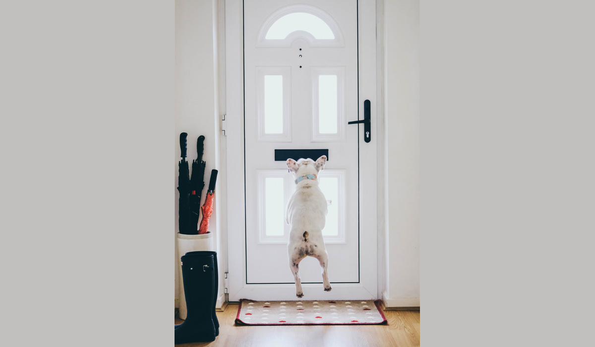 Intervenir à domicile face à un animal : une compétence devenue essentielle