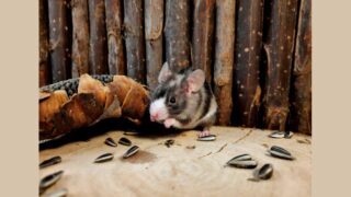 Quelle est la place des petits mammifères domestiques dans la protection animale en France ?