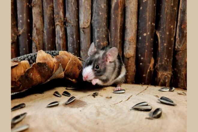 Quelle est la place des petits mammifères domestiques dans la protection animale en France ?