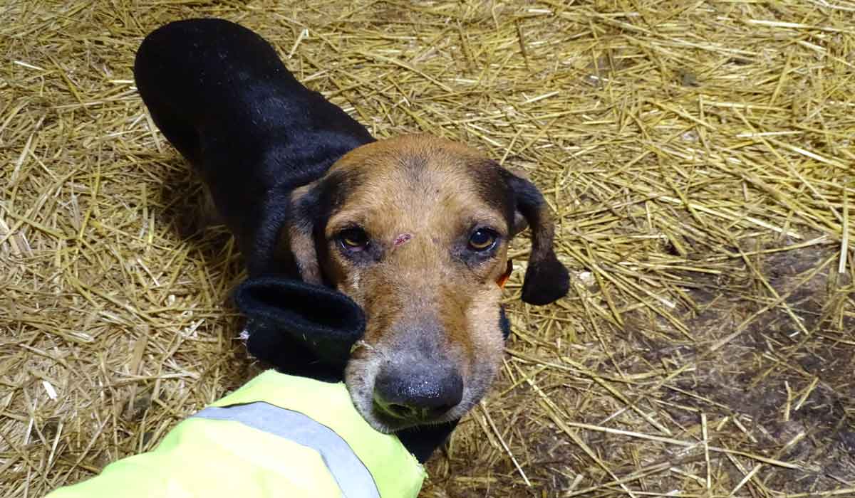 Europe : les chasseurs s’opposent aux mesures de bien-être des chiens !