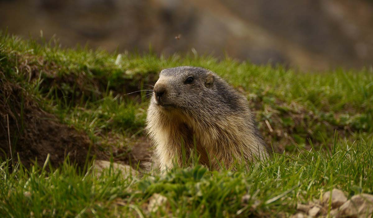 Historique : une proposition de loi pour interdire la chasse à la marmotte déposée à l’Assemblée nationale