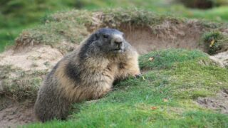 Six associations déposent un recours contre la chasse à la marmotte et au lièvre variable en Savoie