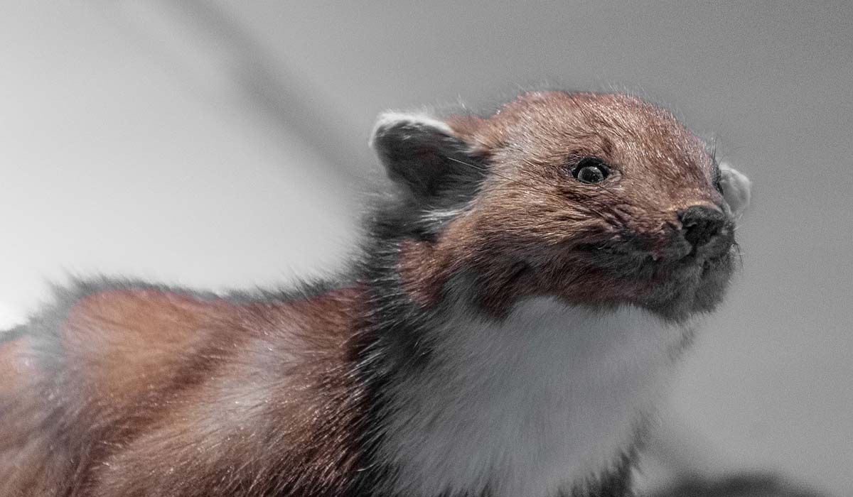 Victoire historique pour les ESOD ! 27 déclassements, One Voice sauve des milliers d’animaux