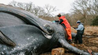 Une baleine franche de l’Atlantique retrouvée morte sur les côtes du Massachusetts