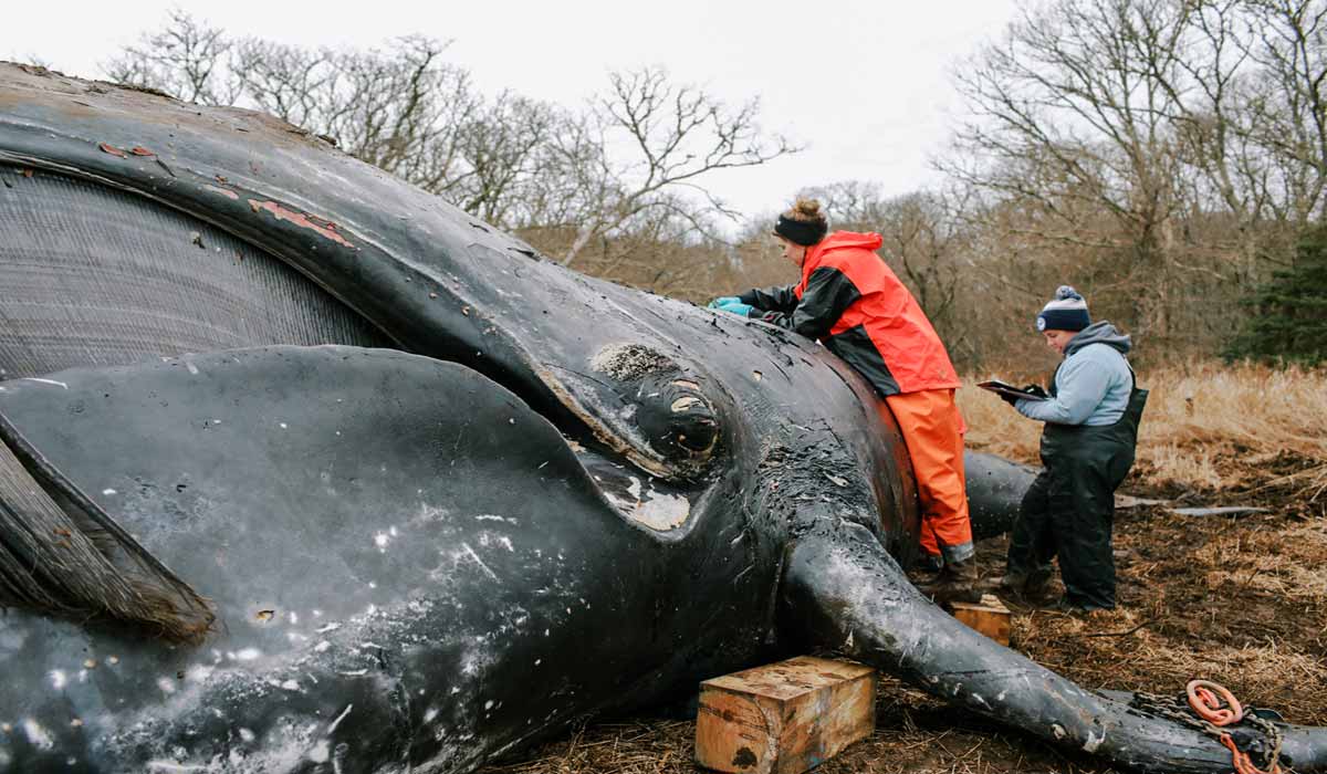 Une baleine franche de l’Atlantique retrouvée morte sur les côtes du Massachusetts