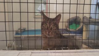 Comportementaliste félin : mieux comprendre les chats signifie mieux les aimer