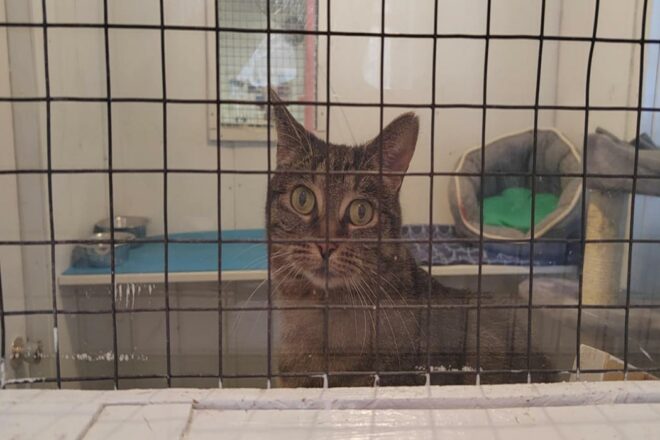 Comportementaliste félin : mieux comprendre les chats signifie mieux les aimer