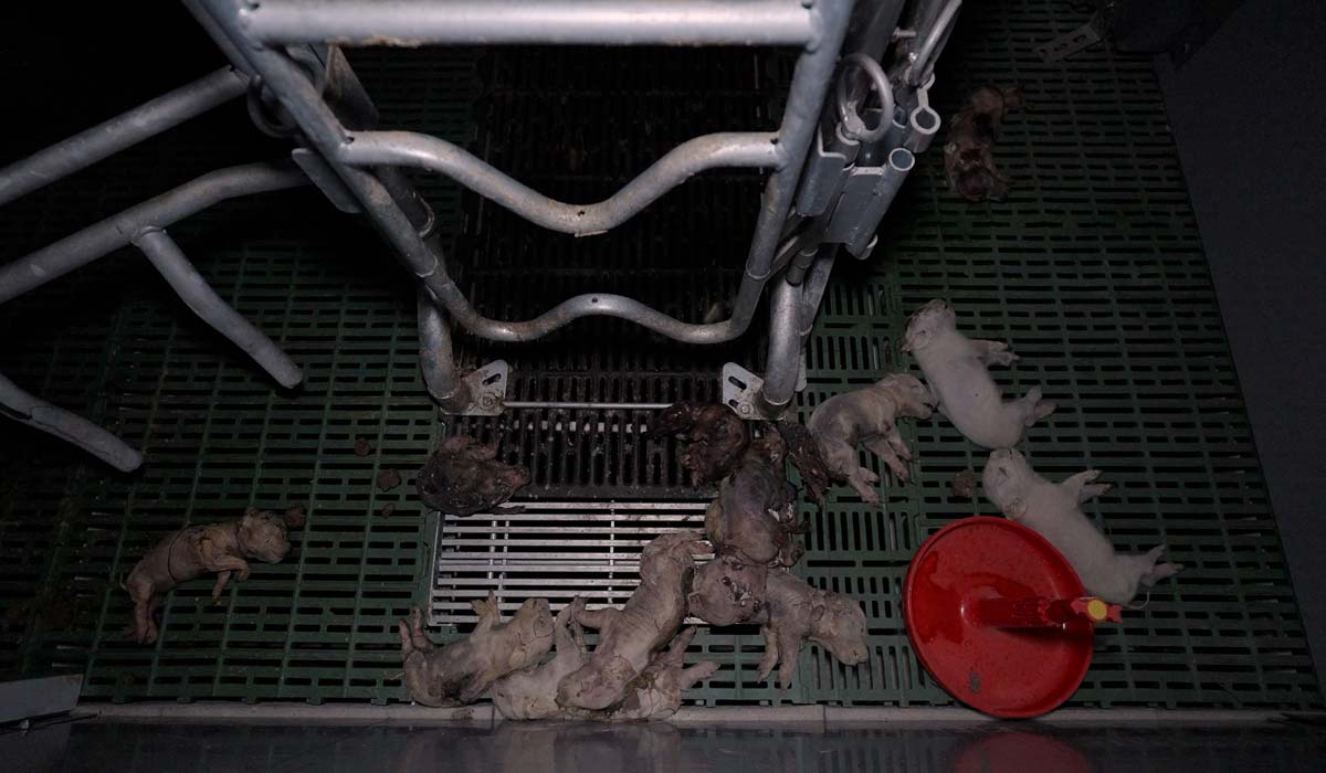 300 cadavres de cochons découverts dans un élevage Eureden