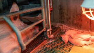 10 juillet : les 50 ans d’une loi de protection animale ignorée