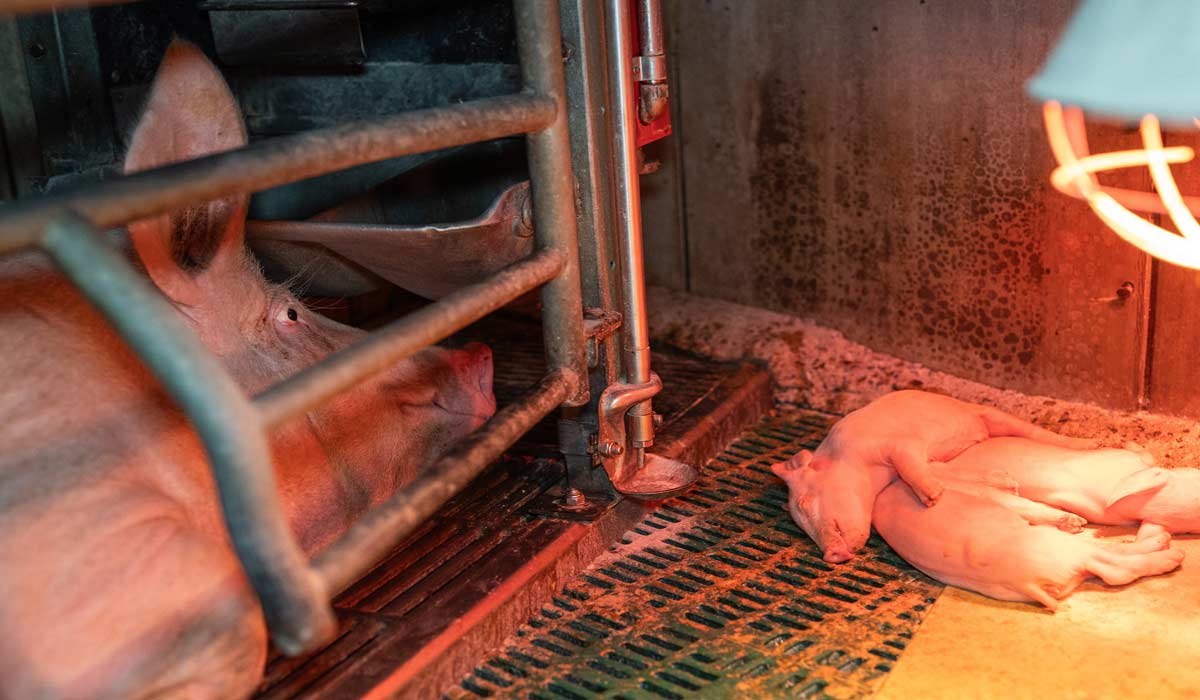 10 juillet : les 50 ans d’une loi de protection animale ignorée
