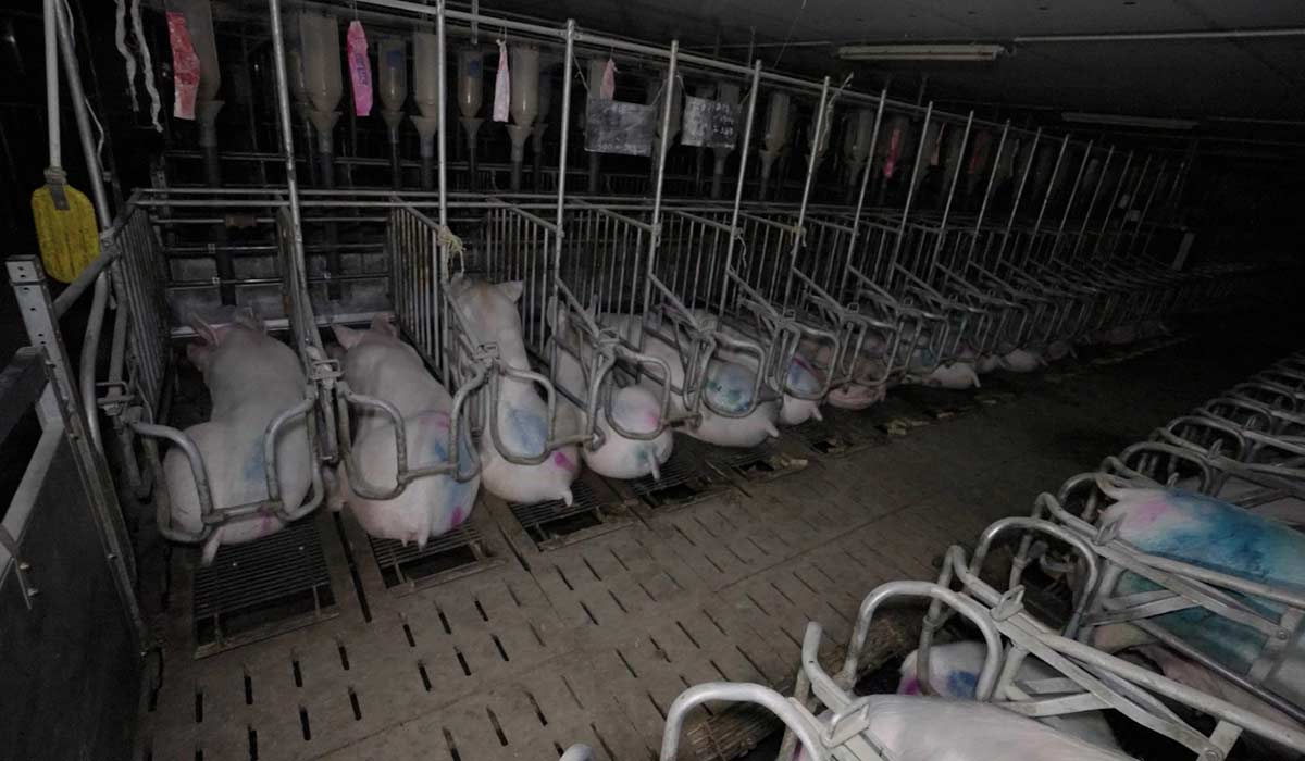 Loi d’urgence agricole adoptée : désinformation en séance, régressions dans la loi
