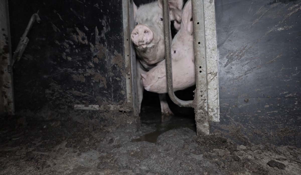 Cochons castrés à vif, mutilés, laissés pour morts : L214 porte plainte contre un élevage du Morbihan