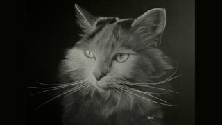 Quand l’art devient refuge : dessiner pour défendre la cause animale