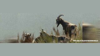 Melles : la saison de la “chasse” aux chèvres est ouverte… et aussitôt refermée !