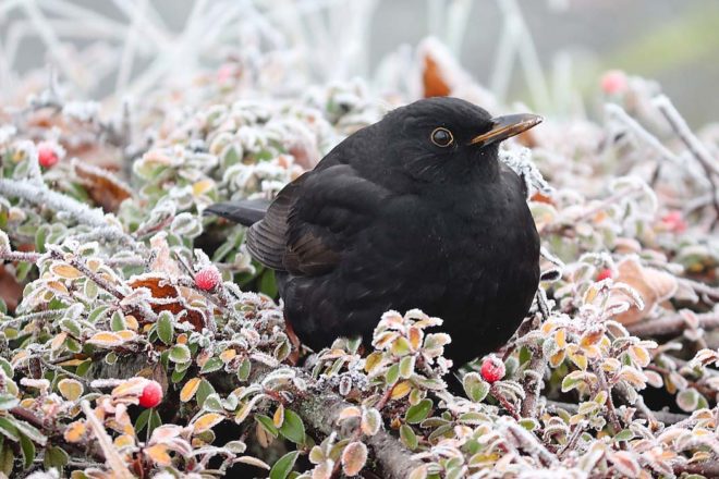 Chasses traditionnelles en France : coup de semonce ou coup d’arrêt ?