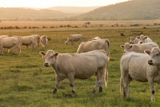 Méthanisation, les dangers d’un procédé en vogue chez les éleveurs et les agriculteurs