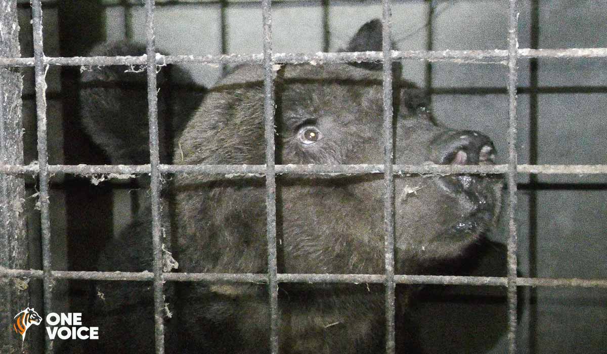 Micha : One Voice obtient une condamnation du vétérinaire qui autorisa le dernier numéro de l’ours