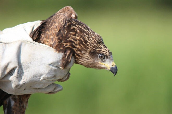 Le Centre de Réadaptation des Rapaces soigne la faune sauvage du bassin genevois