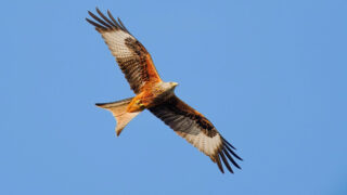 Écologue fauniste indépendante : observer, comprendre et préserver la biodiversité ordinaire et remarquable