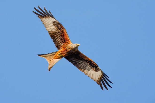 Écologue fauniste indépendante : observer, comprendre et préserver la biodiversité ordinaire et remarquable